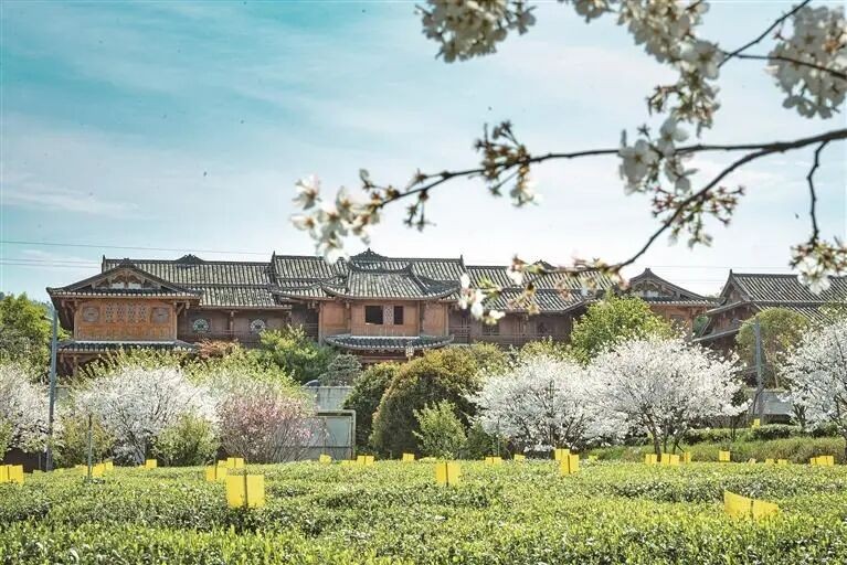 福鼎：推出3条核心茶旅专线