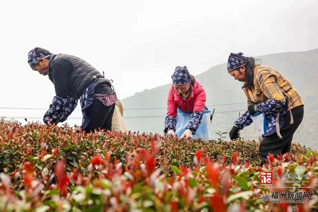 福建首款“紫茶”在连江开采