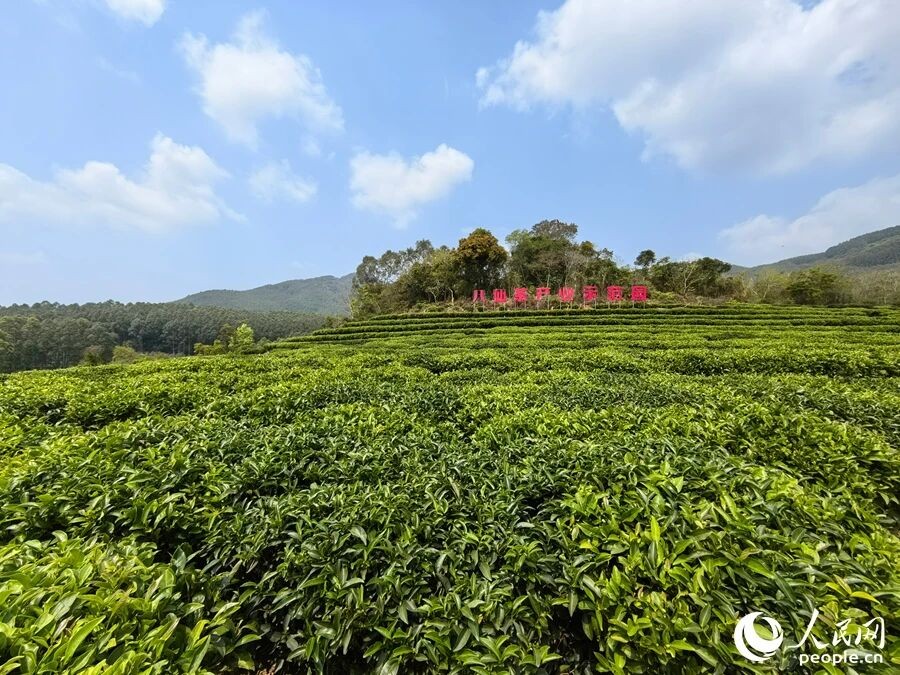 诏安八仙茶破局突围