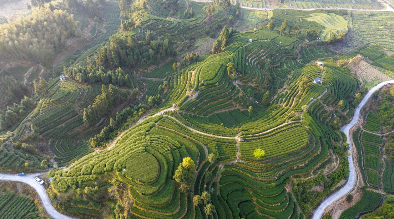 柘荣乍洋：智绘新图景 茶香启新程