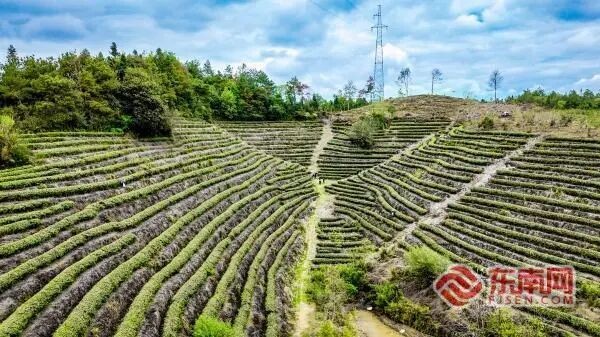 三明泰宁：春茶飘香采制忙