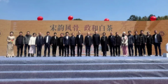 “宋韵风骨 政和白茶”政和白茶2025年春季开采系列策划活动举办