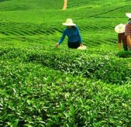 闽粤台代表齐聚厦门纵论茶叶科技