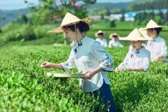 坚持做有机茶——福建亚通绿园茶业的执念
