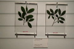 “母树大红袍”鲜叶永久性标本在北京故宫博物院展出