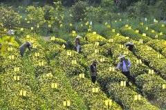 传统茶产业加速驶入健康新赛道