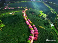 “大陆阿里山”，茶香飘两岸