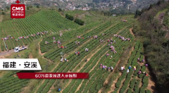 央视新闻关注安溪秋茶采收