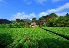 “三茶”统筹理念下武夷山的茶产业发展
