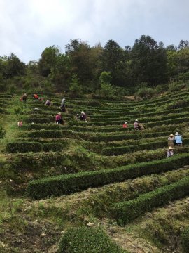 “莆茶开采”香飘远
