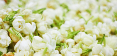 福州茉莉花茶：见证千年，芬芳当代