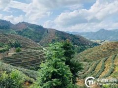 从安溪珍山到阿里山：茶香牵两岸，共富满珍山