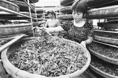 江苏连云港3万亩秋茶陆续开采