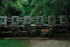 中国茶文化的艺术魅力