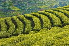 福建霞浦：做好“三茶”文章 富裕一方百姓