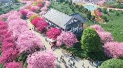 漳平做实“茶旅融合”文章 助力文旅产业高质量发展