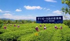 福鼎“白茶+文化”乡村振兴文化带：提升底蕴，推动茶旅融合发展