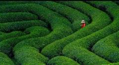 文化开道 福茶行天下