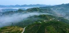 福建政和：科特派升级 茶产业增效