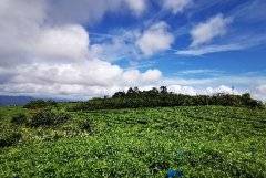 周宁首章：科技兴茶 产业富农
