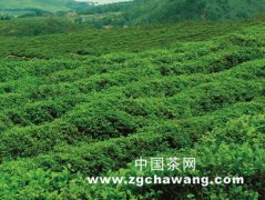 天美仕演绎中国茶的“星巴克”之路