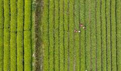 福建福州：茉莉花开香满城