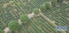 福建建瓯：北苑贡茶复兴记