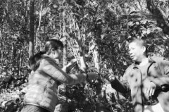 云霄惊现福建最早古茶树群落 初判为武夷岩茶源脉