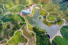 一片水仙茶 泡出山村共富味
