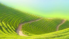 全国去年茶园总面积达4316万亩 超六成茶企开展电子商务