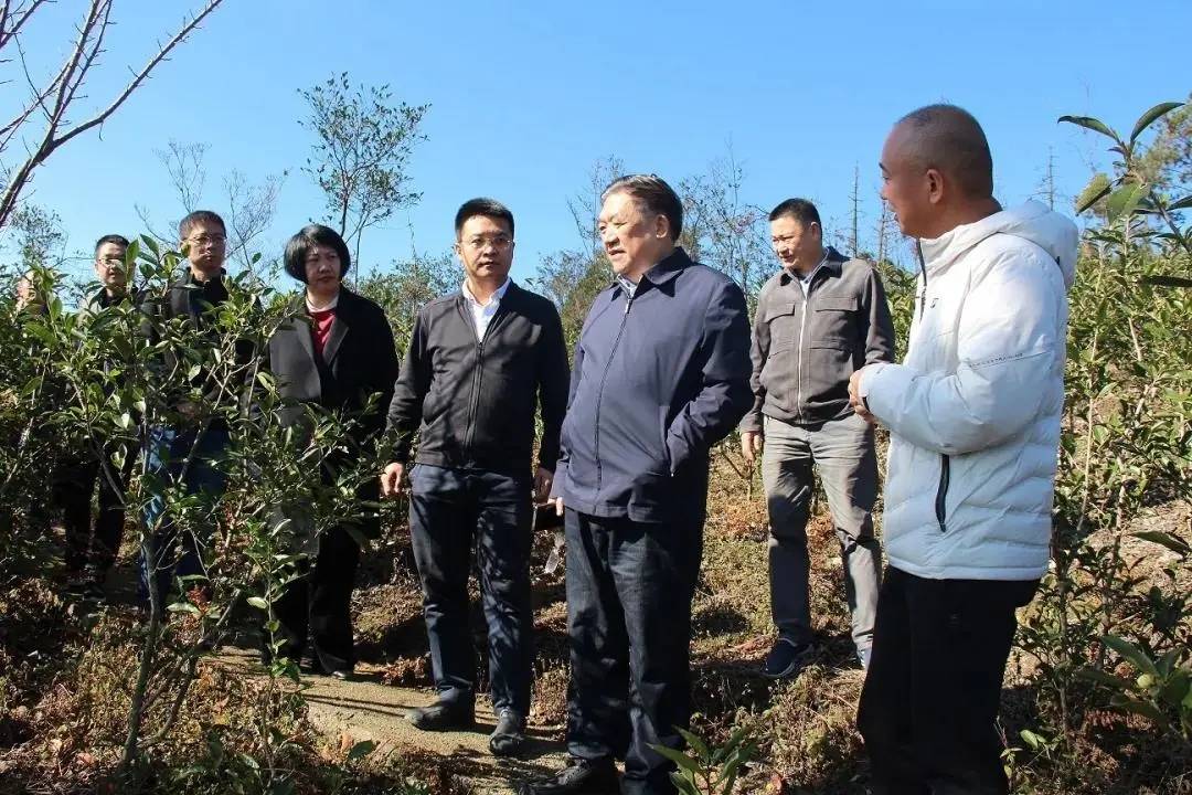 海峡两岸茶业交流协会会长陈绍军一行实地调研柘荣县茶产业
