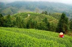 巧工育仙韵 筑业兴万家——寿宁高山茶产业发展综述