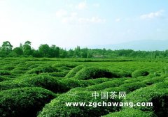 韩国茶叶专家到昭平县考察有机茶生产
