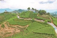 福鼎：茶旅融合好风景