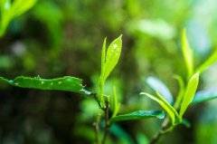 漳墩镇：好山好水出好茶，茶乡茶韵引客来