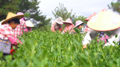 华安铁观音秋茶采摘正当时