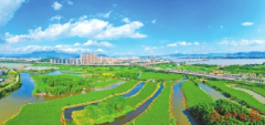 茉莉花茶“新九条”亮点多多