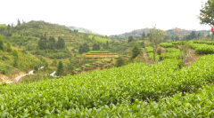 大田：秋茶飘香季 茶农采摘忙