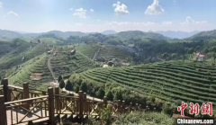 台青扎根茶乡：美人茶沏出两岸“同心味”