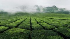贵州凤冈茶旅一体新景：茶农卖风景 生态产黄金