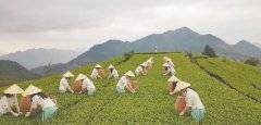平和：“小茶叶”能做“大文章”