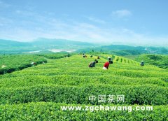 福建铁观音当今热“搜索”