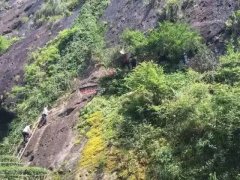 武夷山对母树大红袍进行保护性修剪