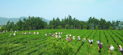 央视新闻关注安溪：有茶的地方，就有安溪人