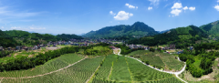 仙游：从好＂茶叶＂到好＂茶业＂