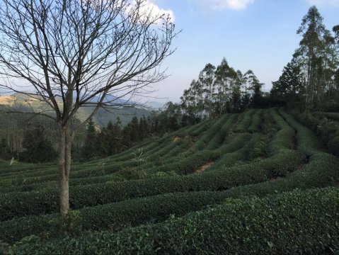 渐行渐远的仙游水仙茶