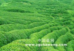 坦洋工夫进军北方茶市开设网点4000多个